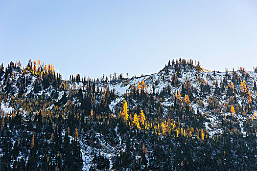 积雪,树,山脉,华盛顿,美国