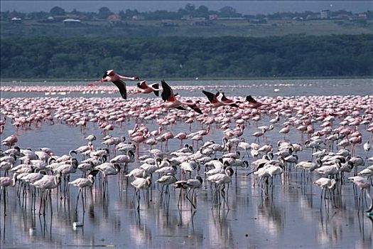 小红鹳,聚会,纳库鲁湖,肯尼亚