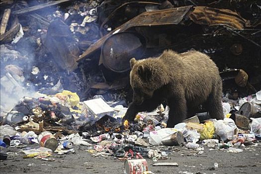 大灰熊,棕熊,垃圾堆,阿拉斯加,美国