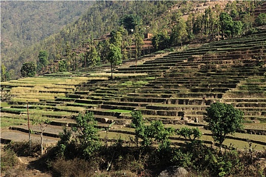 农业,尼泊尔