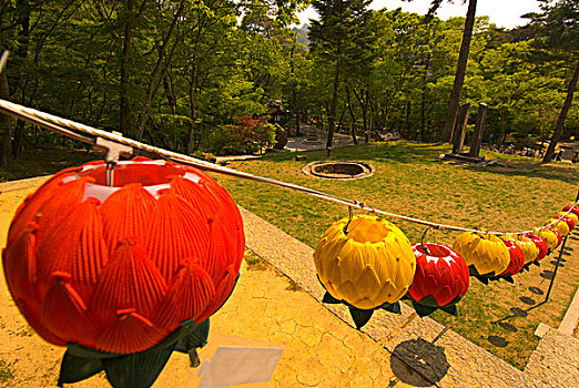 花,形状,红色,黄色,灯笼,成串,寺庙,国家公园,韩国