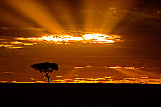嘴,日出,马赛马拉,肯尼亚