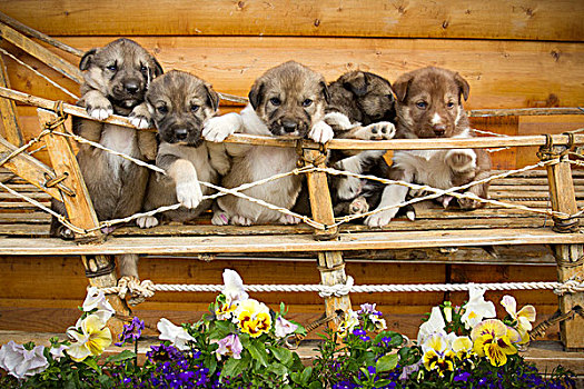 阿拉斯加,哈士奇犬,小狗,姿势,传统,木质,雪撬,夏天