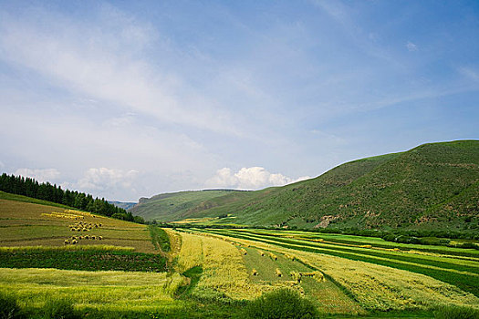 内蒙,坝上,乌兰木统,乌兰木统草原,红山,军马场,草原,草地