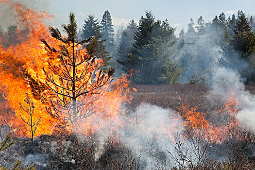 控制,燃烧,草,树,阿尔冈金省立公园,安大略省,加拿大