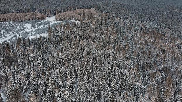 新疆哈密,雪后天山森林金染银