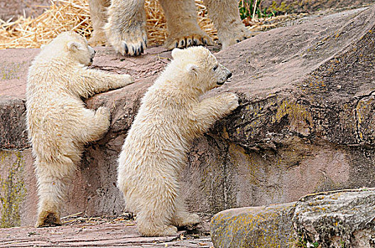 幼兽,北极熊,岩石上