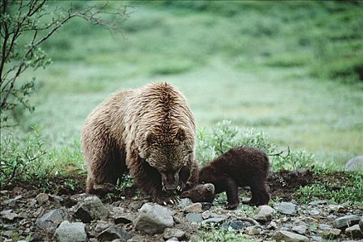 大灰熊,棕熊,地松鼠,德纳利国家公园和自然保护区,阿拉斯加