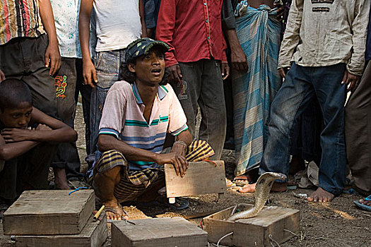 耍蛇,展示,蛇,孟加拉,四月,2008年