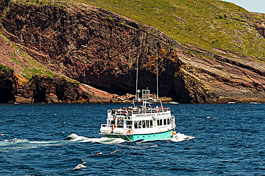 观鲸,游船,沿岸,悬崖,生态,纽芬兰,加拿大