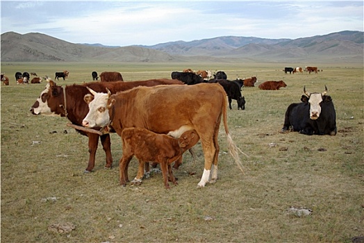 母牛,蒙古
