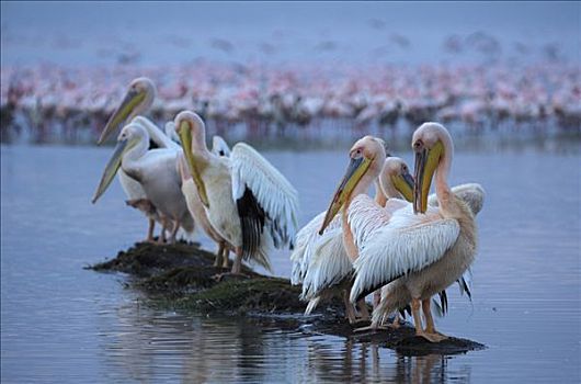 白色,鹈鹕,白鹈鹕,羽毛,纳库鲁湖,肯尼亚,非洲