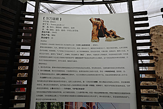 北京大兴古森林博物馆