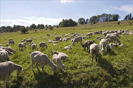 羊群,弗兰克尼亚,德国