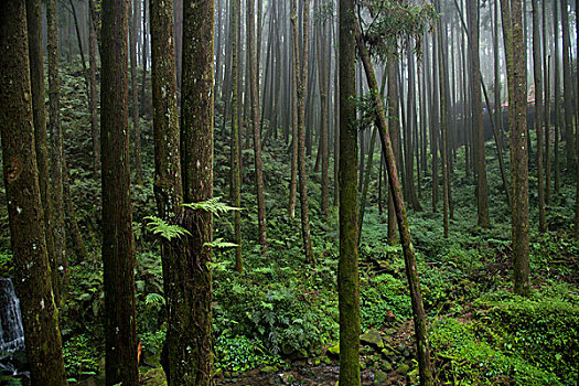 台湾嘉义市阿里山原始森林
