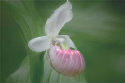 兰花,明尼苏达