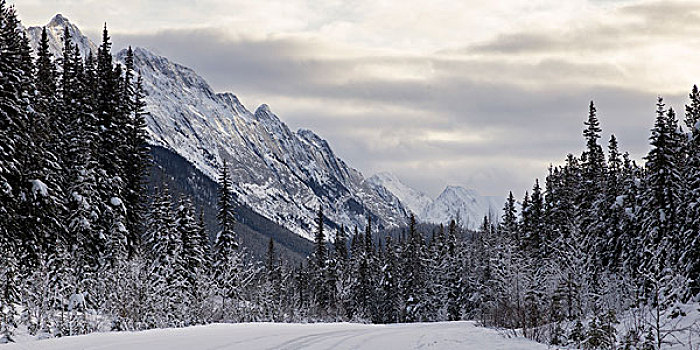 积雪,树,山,背景,玛琳湖,碧玉国家公园,艾伯塔省,加拿大