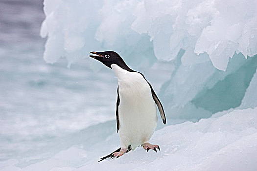 阿德利企鹅,冰山,保利特岛,南极