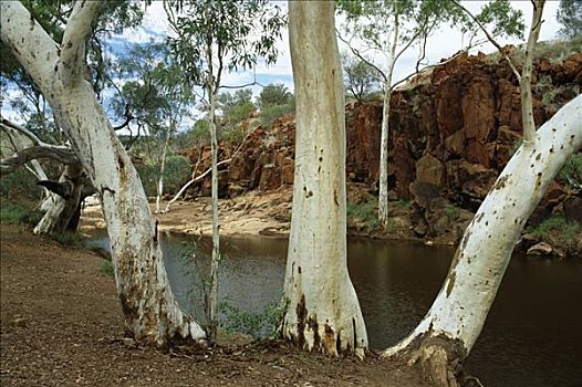 灵异,橡胶树,区域,西澳大利亚