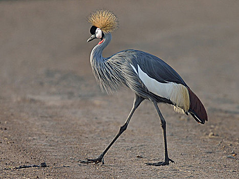 头像,灰色,冠鹤,灰冠鹤,三角形,马赛马拉国家保护区,肯尼亚,非洲