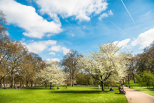 开花树木,春天,圣詹姆斯公园,蓝天,市立公园,威斯敏斯特,伦敦,英格兰,英国,欧洲