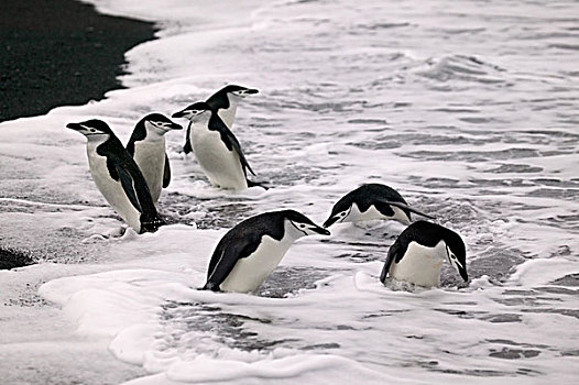帽带企鹅,头部,南极,群,水中
