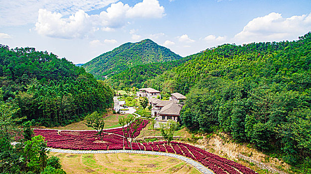 郁金香,花,花园,山谷,春色