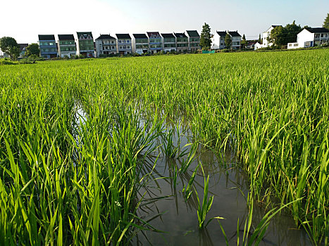 水乡稻田,田园风光,夏日乡村