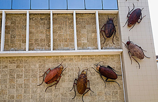 蟑螂,艺术,展示,哈瓦那,古巴