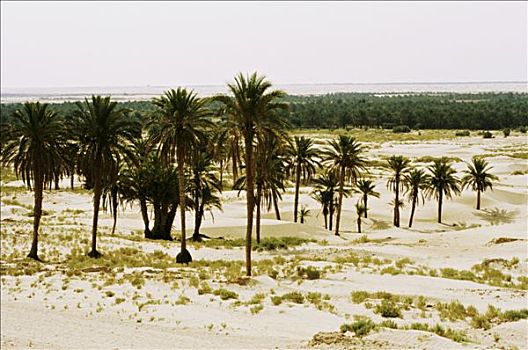 突尼斯,绿洲,沙漠