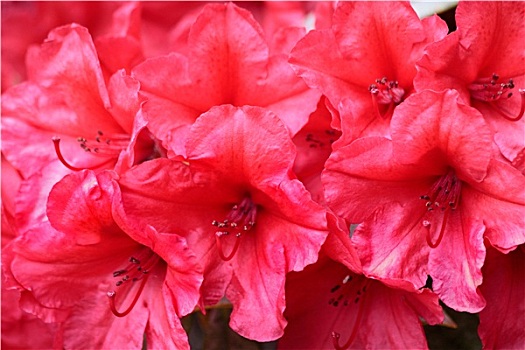 红色,杜鹃花属植物