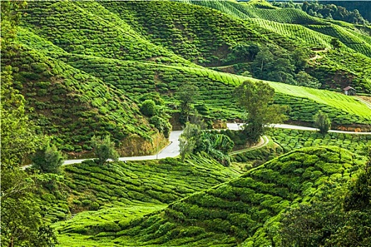 茶园,金马伦高地,马来西亚