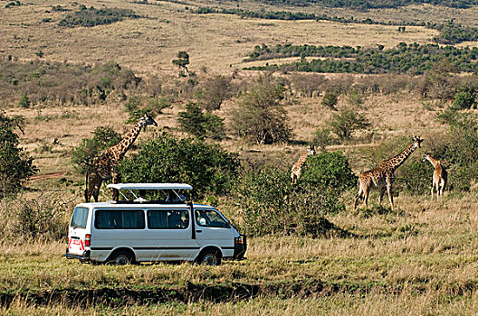 游客,旅游,看,长颈鹿,马赛马拉国家保护区,肯尼亚,非洲