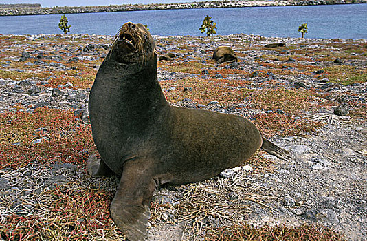 加拉帕戈斯,海狮