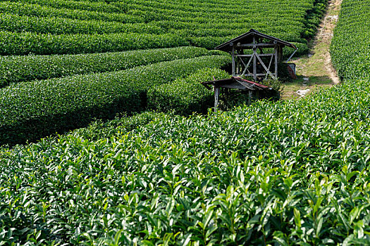 绿茶种植园,高地