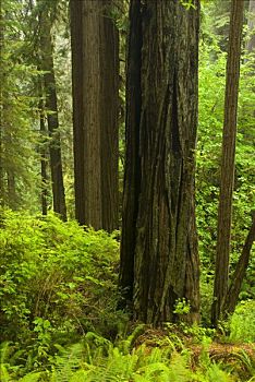 北美红杉,树,树林,延龄草,秋天,小路,红杉国家公园,加利福尼亚,美国
