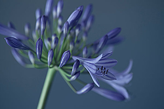 紫色,百子莲,花