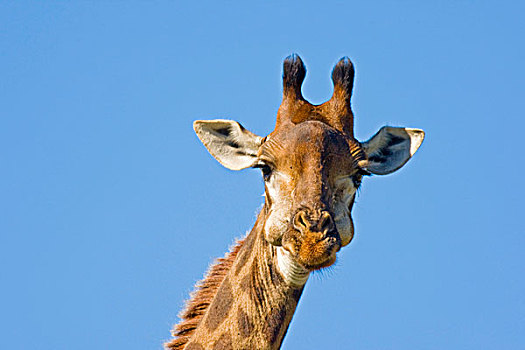 长颈鹿,国家公园,南非,非洲