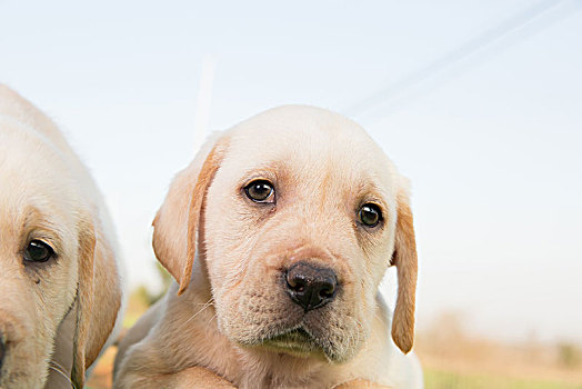 拉布拉多幼犬