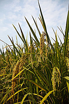 农作物,水稻,农田
