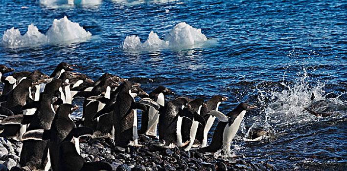 阿德利企鹅,海滩,保利特岛,南极