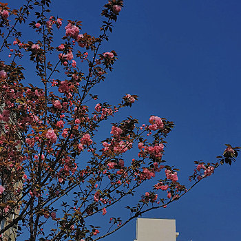 花and树