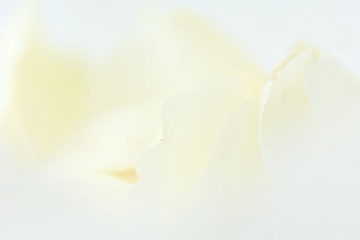白色蔷薇,花瓣,局部,特写