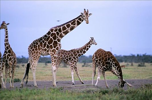 肯尼亚,区域,自然保护区,长颈鹿