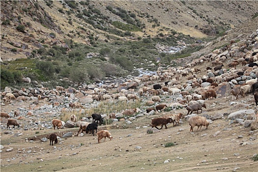 新疆哈密,天山山地荒漠牧场