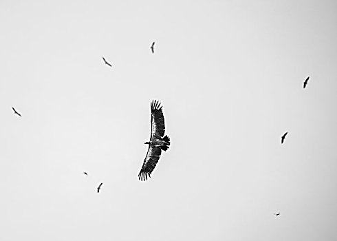 鸟,飞行,仰视,乔贝国家公园,博茨瓦纳