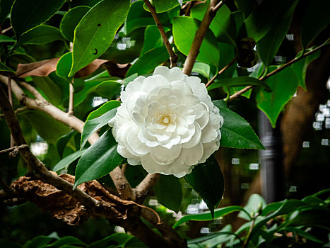 花园里绽放的白色山茶花