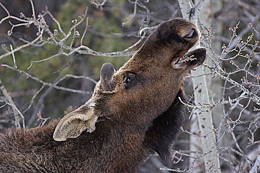驼鹿,雄性动物,浏览,冰川国家公园,蒙大拿