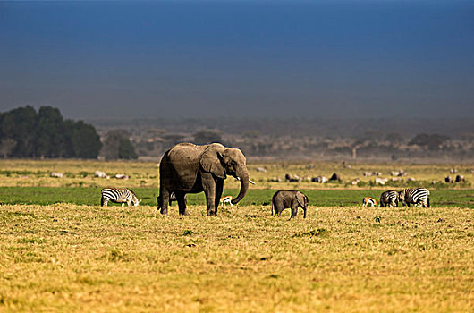 非洲草原非洲象