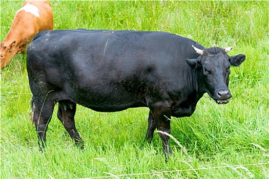 黑色,母牛,绿色,草场